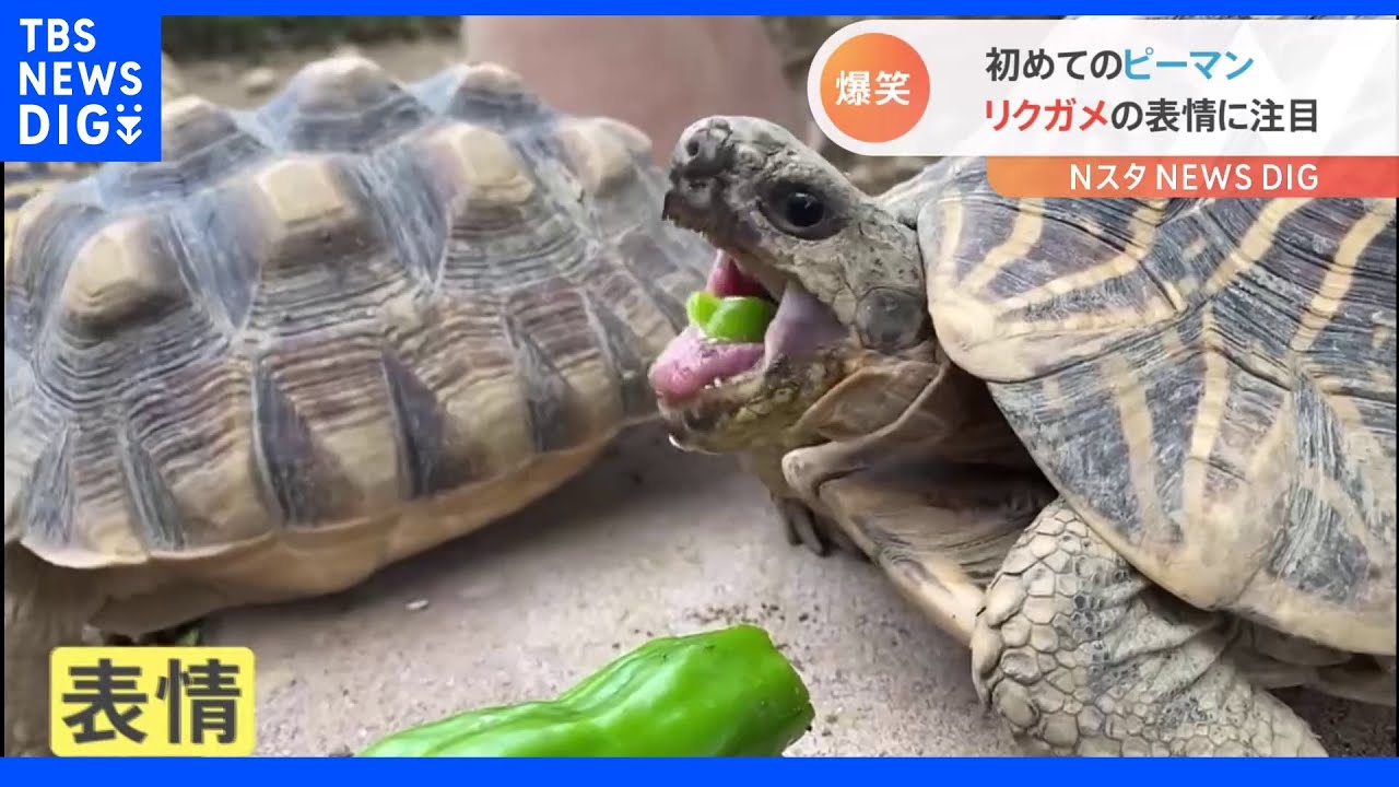 カメが“初めてのピーマン”に苦悶の表情を浮かべる投稿が話題　飼育員も「好みの野菜じゃないのかも…」とポツり｜TBS&nbsp;NEWS&nbsp;DIG