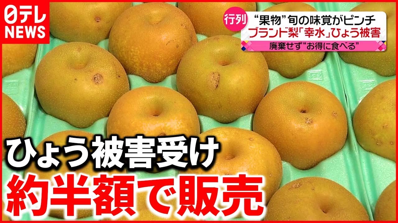 【ブランド梨】廃棄せずお得に食べる スイカやトウモロコシも
