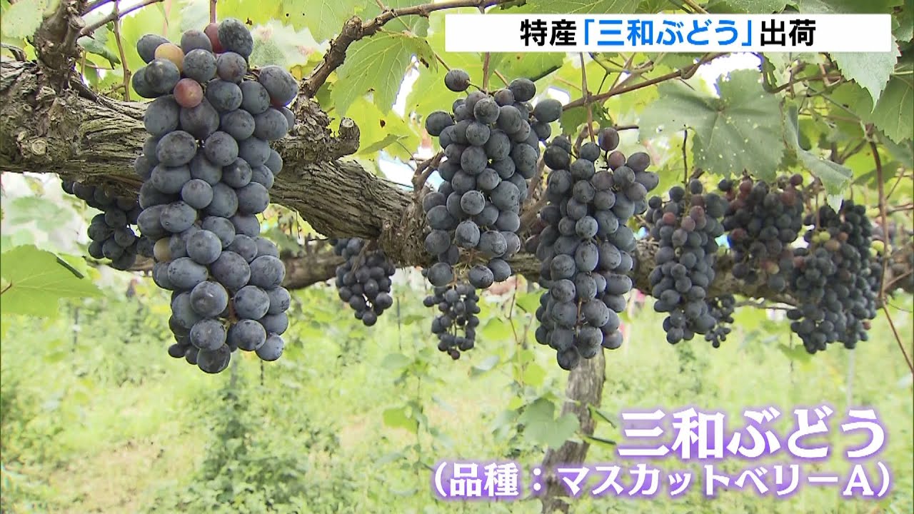 大粒の実をつけた「三和ぶどう」が出荷…猛暑の影響もあり１０日早く初出荷　京都府（2022年8月26日）