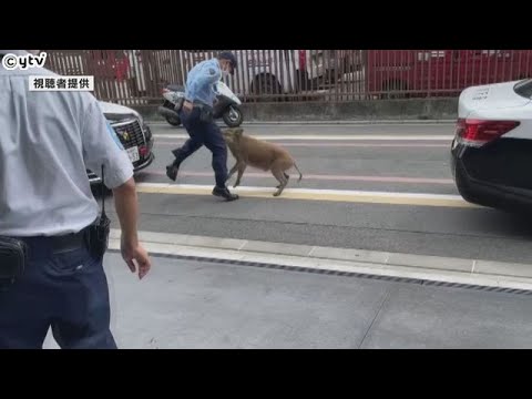 京都市内にイノシシが出没、取り囲んだ警察官らに抵抗続けるも捕獲される　６０代女性が転倒し軽傷