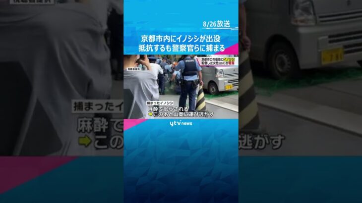 京都市内にイノシシ現る、取り囲んだ警察官らに抵抗続けるも捕獲される　６０代女性が転倒し軽傷#shorts #読売テレビニュース