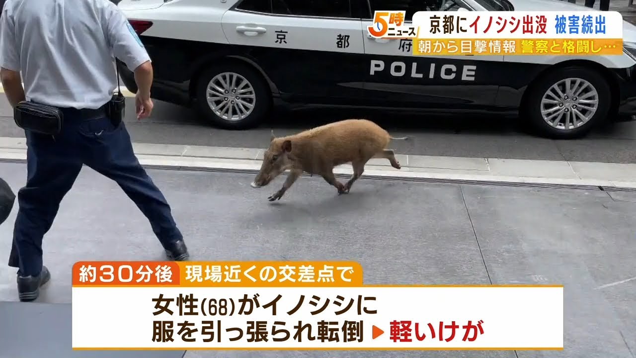 体長約１ｍのイノシシが市街地に出没…麻酔薬などで捕獲後に山の中へ放たれる　京都市（2022年8月26日）