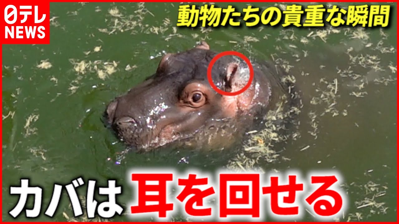 【貴重映像】驚き！スロー映像で見る動物たちの動き　愛媛　NNNセレクション