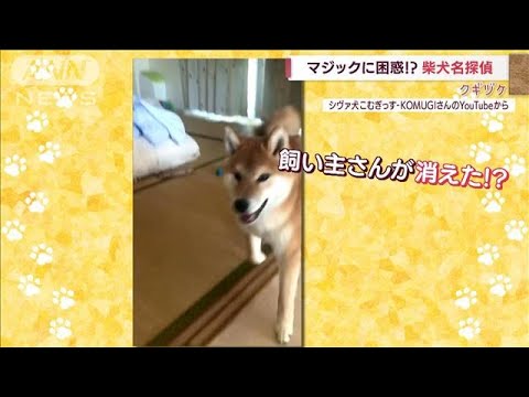 飼い主が消えた？！マジックに翻弄されて…プチパニックのわんこ(2022年8月26日)