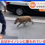 「路上でおばがイノシシにおそわれている」京都市内でイノシシが出没　60代女性が転倒して軽傷｜TBS NEWS DIG