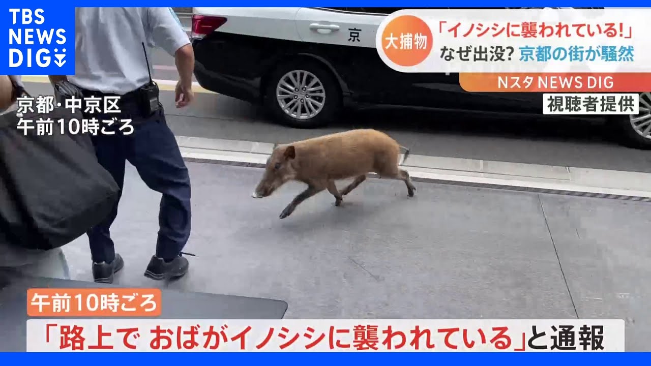 「路上でおばがイノシシにおそわれている」京都市内でイノシシが出没　60代女性が転倒して軽傷｜TBS&nbsp;NEWS&nbsp;DIG