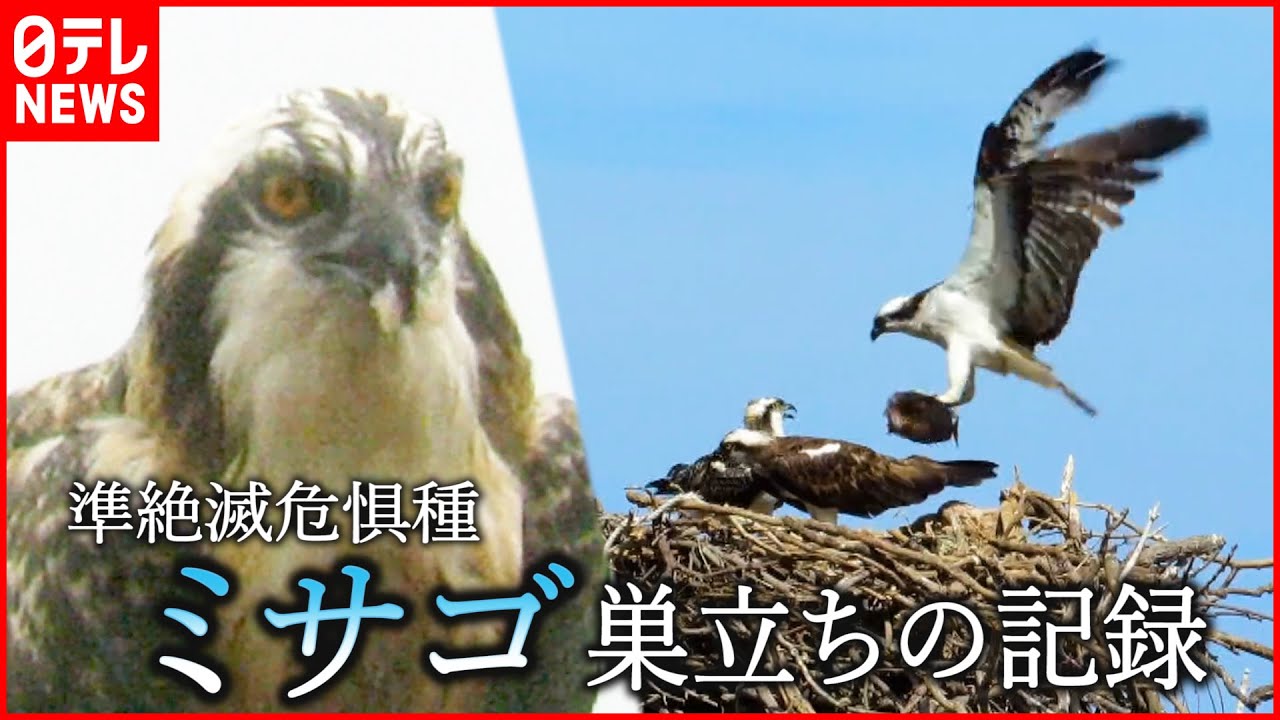 【映像記録】準絶滅危惧種ミサゴ 子育てと巣立ちの記録　山口　NNNセレクション