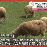 【放牧再開】ヒツジやヤギの“口のただれ” 感染症ではなくエサとストレス原因