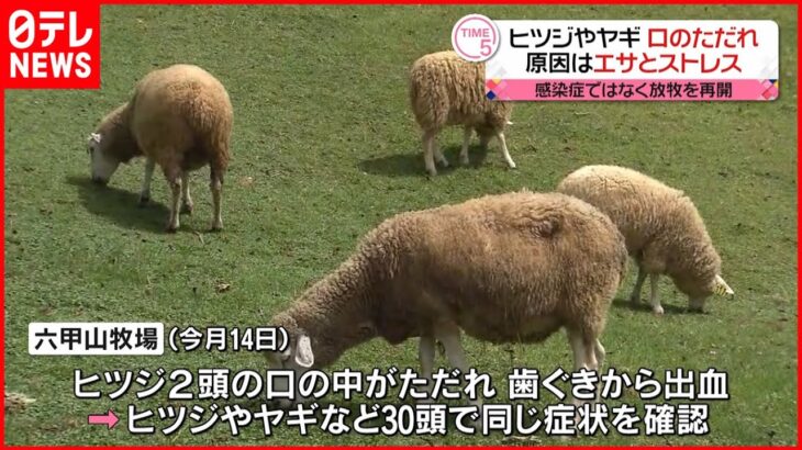 【放牧再開】ヒツジやヤギの“口のただれ” 感染症ではなくエサとストレス原因