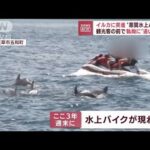 【悪質】水上バイク　イルカの群れに突っ込み…執拗追い立て(2022年8月26日)