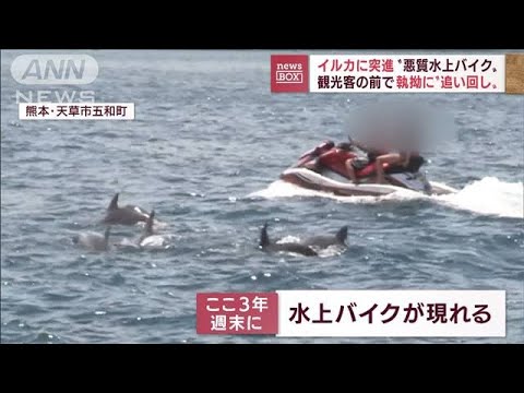 【悪質】水上バイク　イルカの群れに突っ込み…執拗追い立て(2022年8月26日)