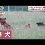 【住民恐怖】公園に野犬の群れ　シカ襲われ…相次ぎ死骸発見(2022年8月26日)