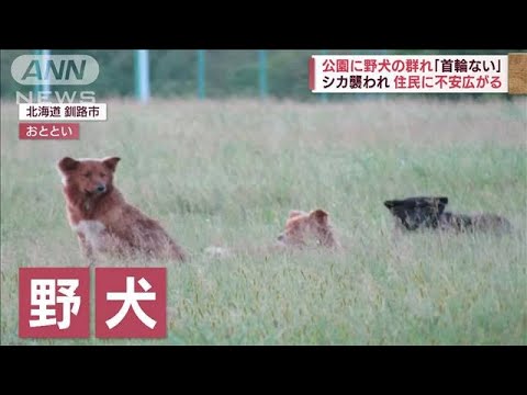 【住民恐怖】公園に野犬の群れ　シカ襲われ…相次ぎ死骸発見(2022年8月26日)