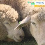 感染症疑われたヒツジやヤギ…症状の原因は『エサ』か『ストレス』と判明　六甲山牧場（2022年8月26日）