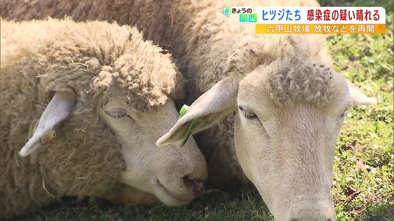 感染症疑われたヒツジやヤギ…症状の原因は『エサ』か『ストレス』と判明　六甲山牧場（2022年8月26日）