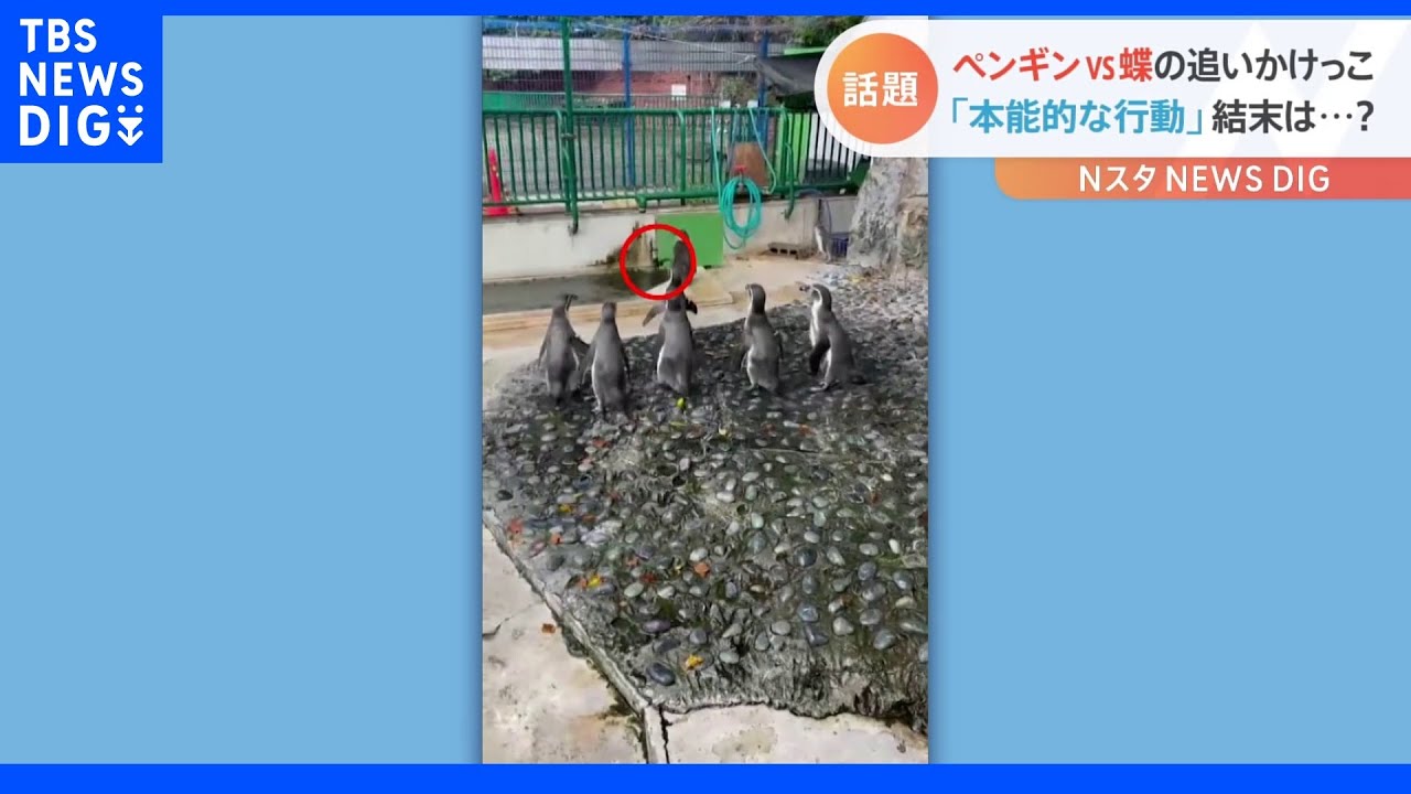 話題急上昇！！ペンギンが夢中になったのは？一生懸命に追いかけるペンギンVSひらひらと鮮やかに交わす蝶　結末は？｜TBS&nbsp;NEWS&nbsp;DIG