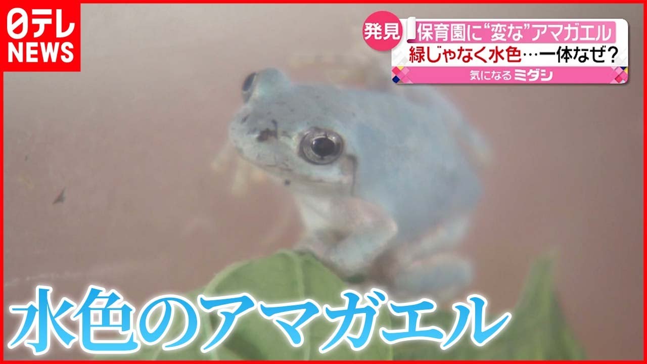 【なぜ？】“変な”アマガエル…園児らが見つける「すごくきれいだった」