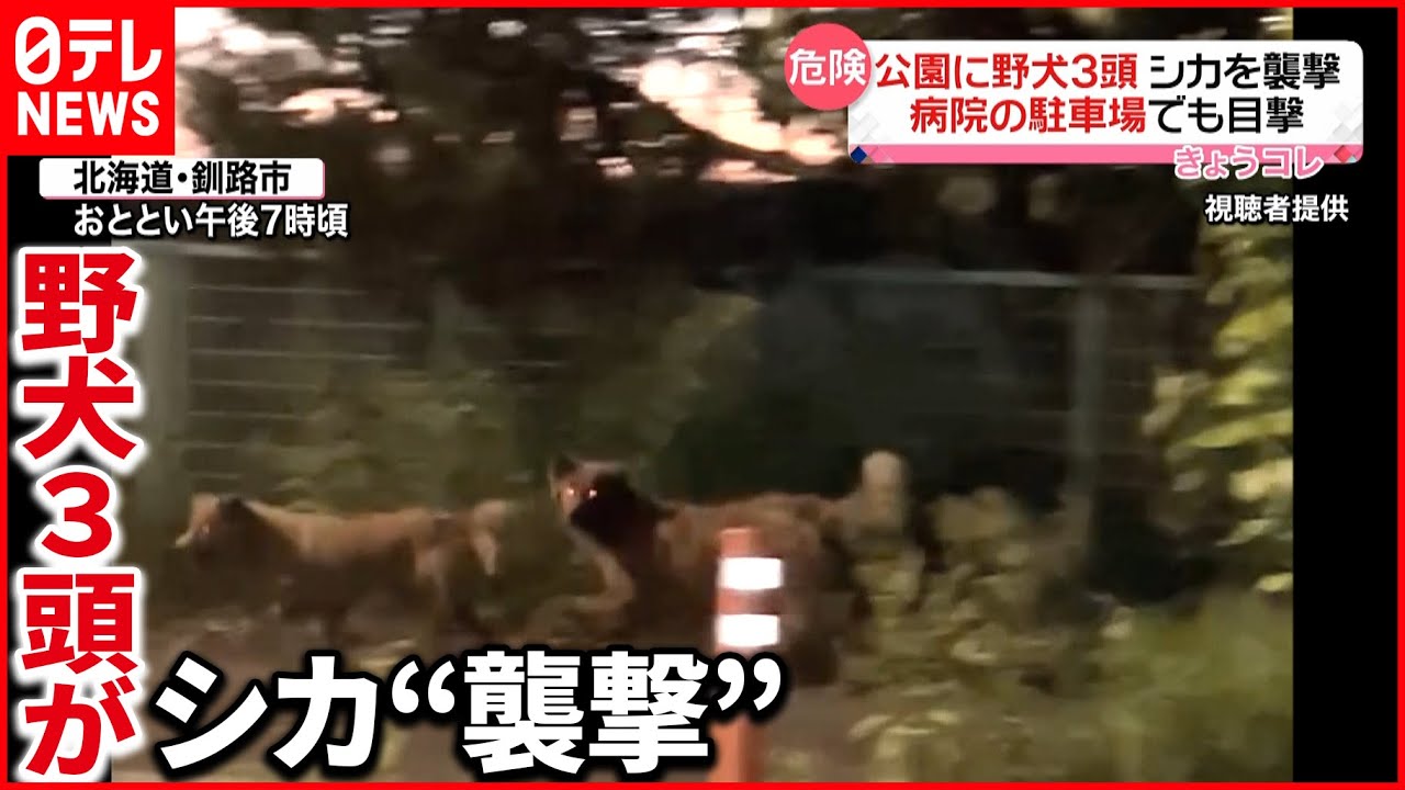 【危険】市が注意呼びかけ「野犬を見かけても近づかず、市の環境保全課に連絡を」