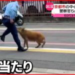 【イノシシ”出没”】複数の警察官が捕獲を試みるも…埼玉の住宅地には「ツキノワグマ」が…