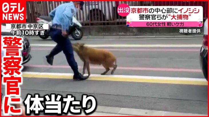 【イノシシ”出没”】複数の警察官が捕獲を試みるも…埼玉の住宅地には「ツキノワグマ」が…