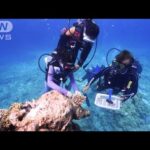 苗を育て沖縄の海へ『サンゴ研究部』の挑戦　海水温上昇で進むサンゴ“白化”(2022年8月26日)