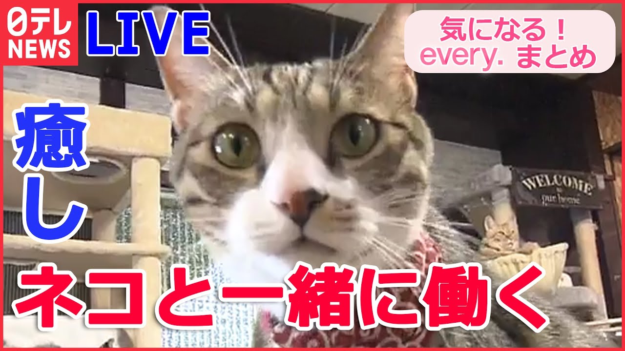 【ライブ】ネコがいるオフィスの魅力/ 体験型ミュージアム/ 注目の「昭和レトロ」スポット　“1000円以下”で食べ放題の店　など「気になる！」まとめ （日テレNEWS LIVE）