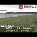 「アオサ」大量漂着　横浜の浜辺で海水浴客ら困惑(2022年8月29日)