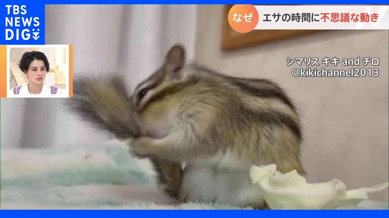 キャベツを食べると…シマリスの「クセが強い」動きとは?|TBS NEWS DIG