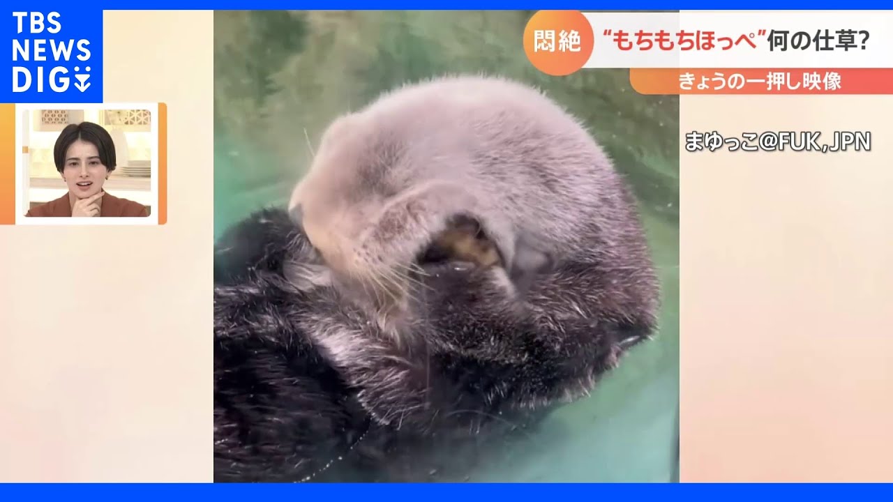 あざとカワイイ!?ほっぺをムニムニするラッコに18万いいね|TBS NEWS DIG