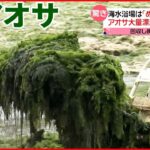 【“アオサ”大量漂着】海水浴場は一面の緑に 遊泳“断念”も…