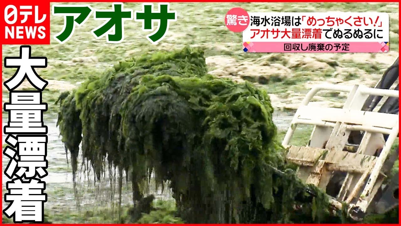 【“アオサ”大量漂着】海水浴場は一面の緑に 遊泳“断念”も…