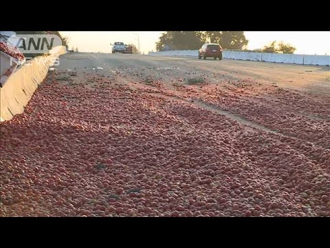 事故で大量のトマトが散乱　他車も滑って止まれず玉突き(2022年8月30日)