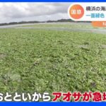 横浜市の海岸が一面“緑色”に！大量に漂着したのは「アオサ」！？ 海の中にもビッシリ！｜TBS NEWS DIG