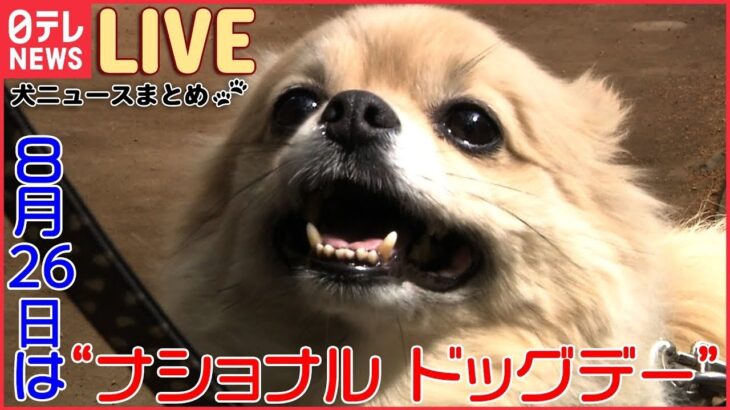 【ライブ】犬ニュースまとめ：3年間行方不明の愛犬と再会/5匹の犬が男の子を救出？/イヌの目にも”感動”の涙/犬が“専用のジム”で運動/犬VSサル/犬VSネコ　など (日テレNEWS LIVE)