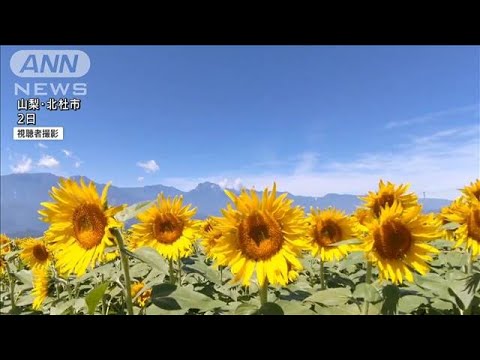圧巻30万本「サンフラワーフェス」日照時間“日本一”の町で3年ぶりに開催　山梨(2022年8月9日)
