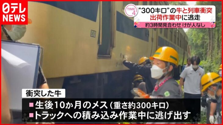 【けが人なし】“300キロ”の牛と列車衝突…約3時間見合わせ 出荷作業中に逃走 熊本・大津町