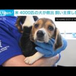 薬物実験用の子犬4000匹救い出される　飼い主探しへ　米バージニア州(2022年8月14日)