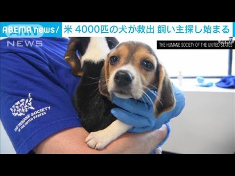 薬物実験用の子犬4000匹救い出される　飼い主探しへ　米バージニア州(2022年8月14日)