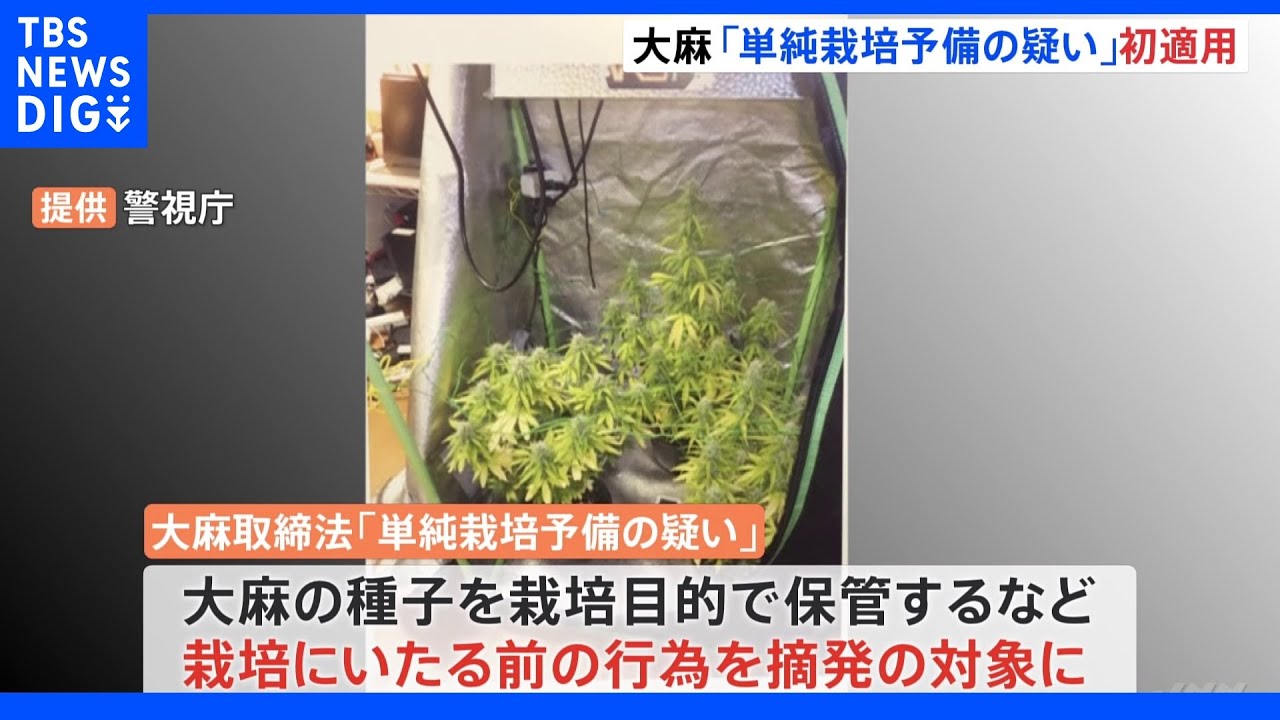 大麻摘発人数が5年連続で過去最多&nbsp;&nbsp;海外輸入種子を「単純栽培予備」の疑いで初摘発&nbsp;警視庁｜TBS&nbsp;NEWS&nbsp;DIG
