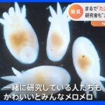 まるで“たこさんウインナー”！？ 丸い頭に5本伸びた足…研究者を「メロメロ」にする新種生物発見か｜TBS NEWS DIG