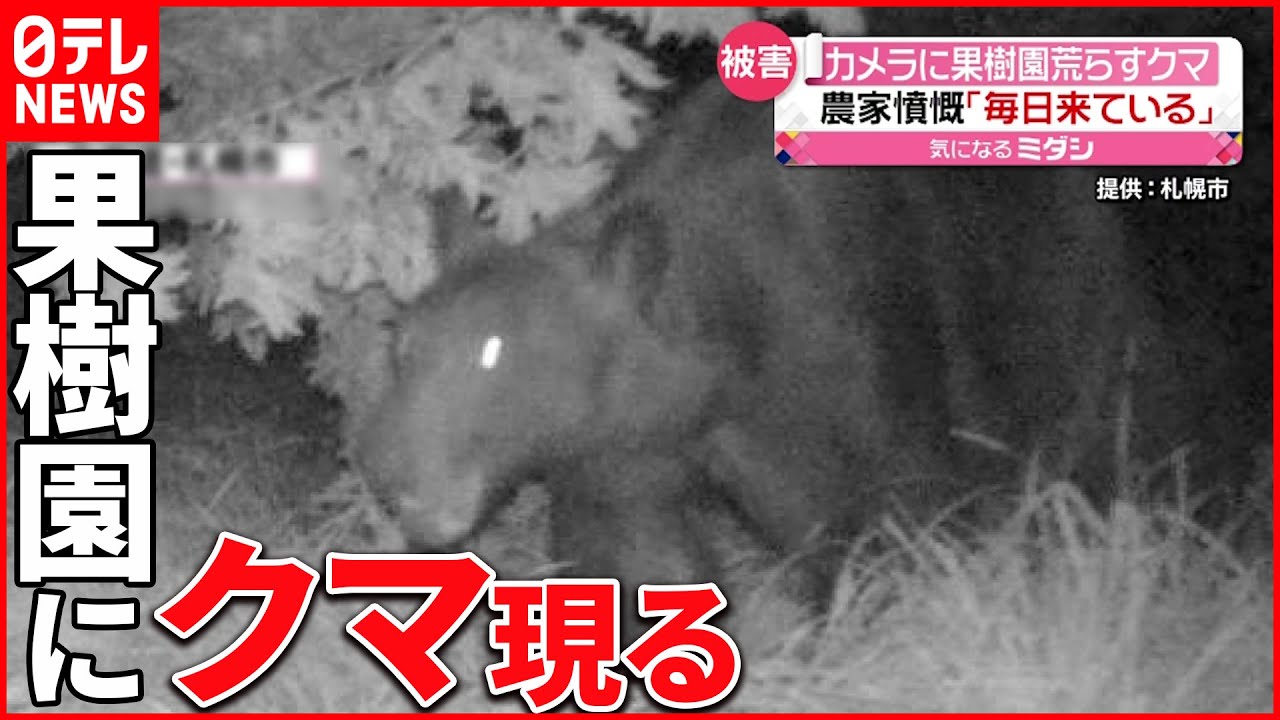【果樹園荒らすクマ】「ほとんど毎日来ている」5日前から被害続く