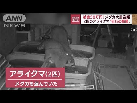 【犯行の瞬間】被害50万円！メダカ大量盗難　犯人は2匹のアライグマ　根こそぎ食べ…(2022年8月23日)