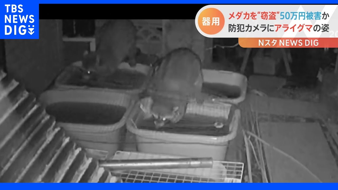 被害総額50万円“メダカ窃盗の犯人”はアライグマ　店主は「怒っていてもしょうがない」と複雑な心境に　防犯カメラが捉えた犯行の瞬間｜TBS&nbsp;NEWS&nbsp;DIG