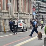 朝から目撃が相次ぐ…京都の市街地にイノシシ　60代女性がぶつかられケガ　警察が捕獲（2022年8月26日）