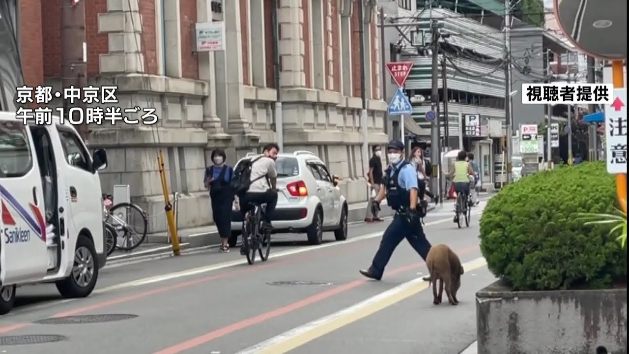 朝から目撃が相次ぐ…京都の市街地にイノシシ　60代女性がぶつかられケガ　警察が捕獲（2022年8月26日）