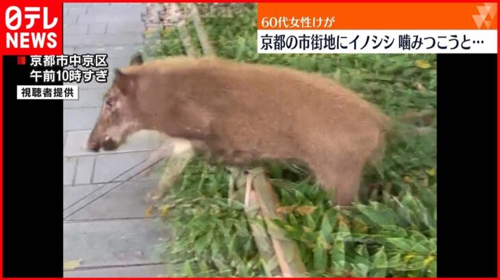 【イノシシ現れる】京都の市街地に…60代女性が転倒しケガ