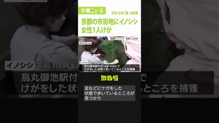 朝から目撃が相次ぐ…京都の市街地にイノシシ　60代女性がぶつかられケガ　警察が捕獲（2022年8月26日）#Shorts #イノシシ #出没