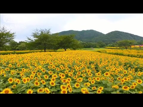 【絶景】台風にも負けず…ヒマワリ60万本、一面に輝く黄色の絨毯　宮城・加美町(2022年8月18日)