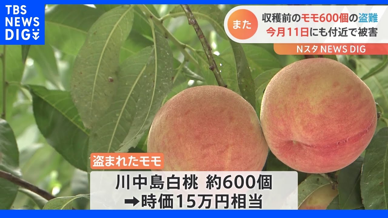 「とても残念です」収穫直前のモモ600個が盗まれる　今月11日にも付近で1000個盗まれる被害　福島・伊達市｜TBS&nbsp;NEWS&nbsp;DIG