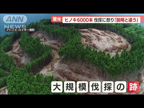 「まるで虎刈り」間伐のはずが…ヒノキ6000本伐採で“山肌むき出し”　説明なく怒り【羽鳥慎一 モーニングショー】(2022年8月9日)